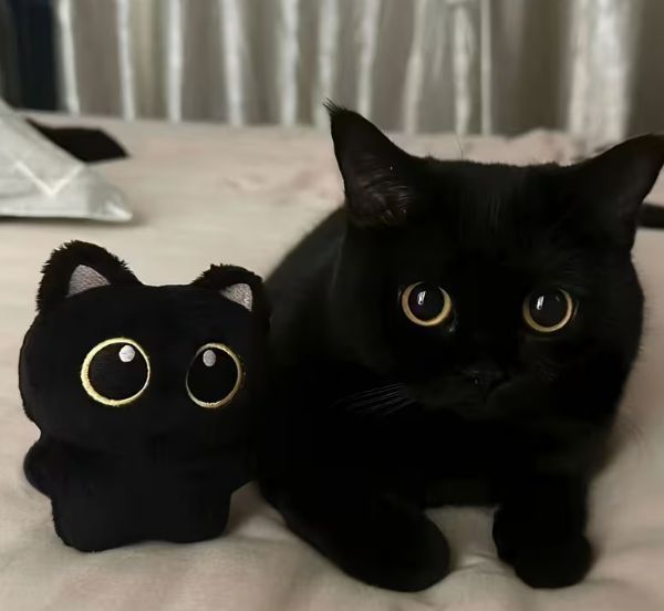 Мягкая игрушка кот 10 см подходит для игры котикам и собакам 3041771509 фото